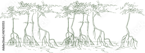 Sketch of mangrove forests   © soul_romance