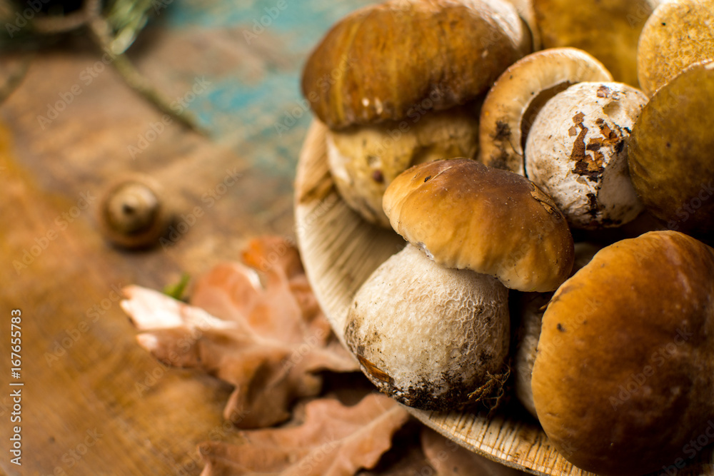 Tasty food - fresh porcini boletus oak mushrooms, high quality, ready to cook Tasty food - fresh porcini boletus oak mushrooms, high quality, ready to cook