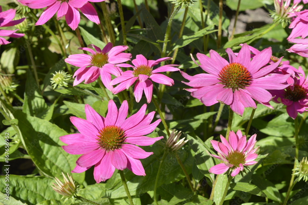 Echinacea 'Pow Wow Wild Berry' - beautiful purple flowers Echinacea 'Pow Wow Wild Berry' - beautiful purple flowers