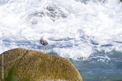 pacific reef egret, black pacific reef egret looking for fish at beach rock photo