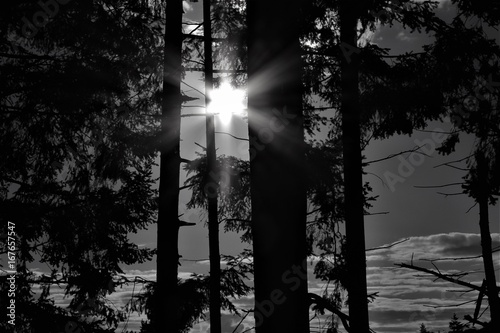 Evening sunlight