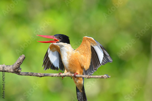 Fotografia, Obraz Kingfisher Halcyon pileata