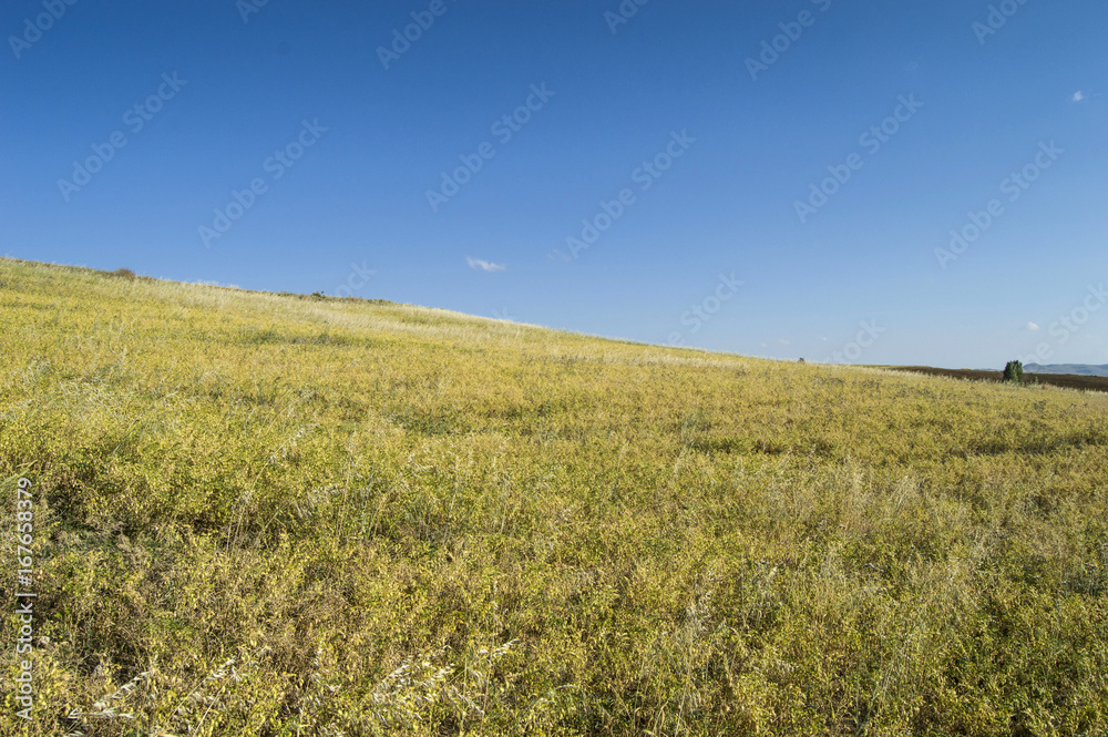 Fototapeta premium Chickpeas that have begun to dry up at harvest time, natural chickpeas in dry chickpeas,