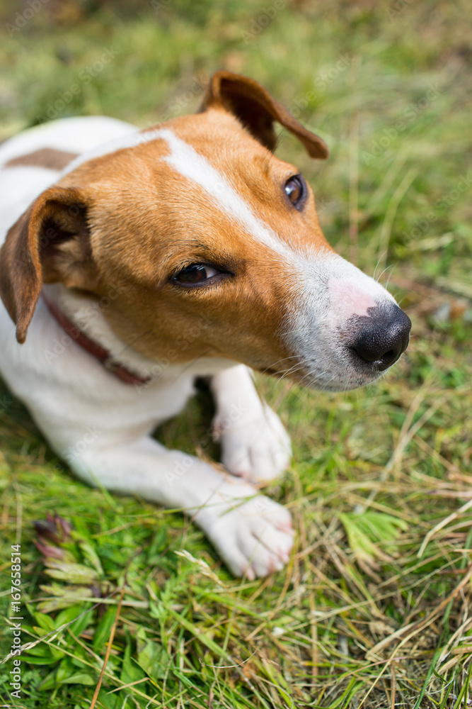 A Jack Russell dog.