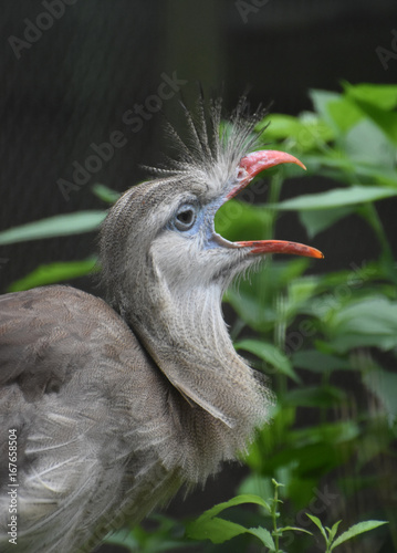 Close Up Look at a Crested Cariema Bird photo