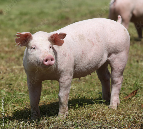 Piglet graze free on the farm summertime