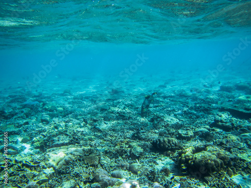 Die Unterwasserwelt eines indonesischen Korallenriffs © EinBlick
