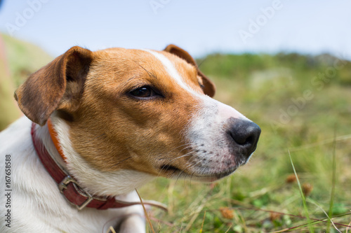 A Jack Russell dog.