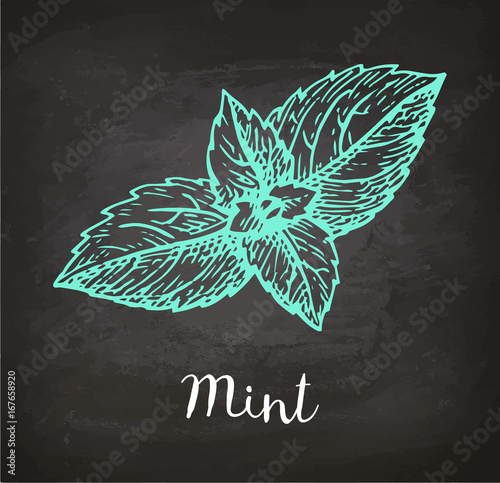 Chalk sketch of mint