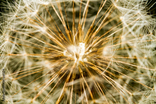 Samen vom L  wenzahn  Makrofotografie