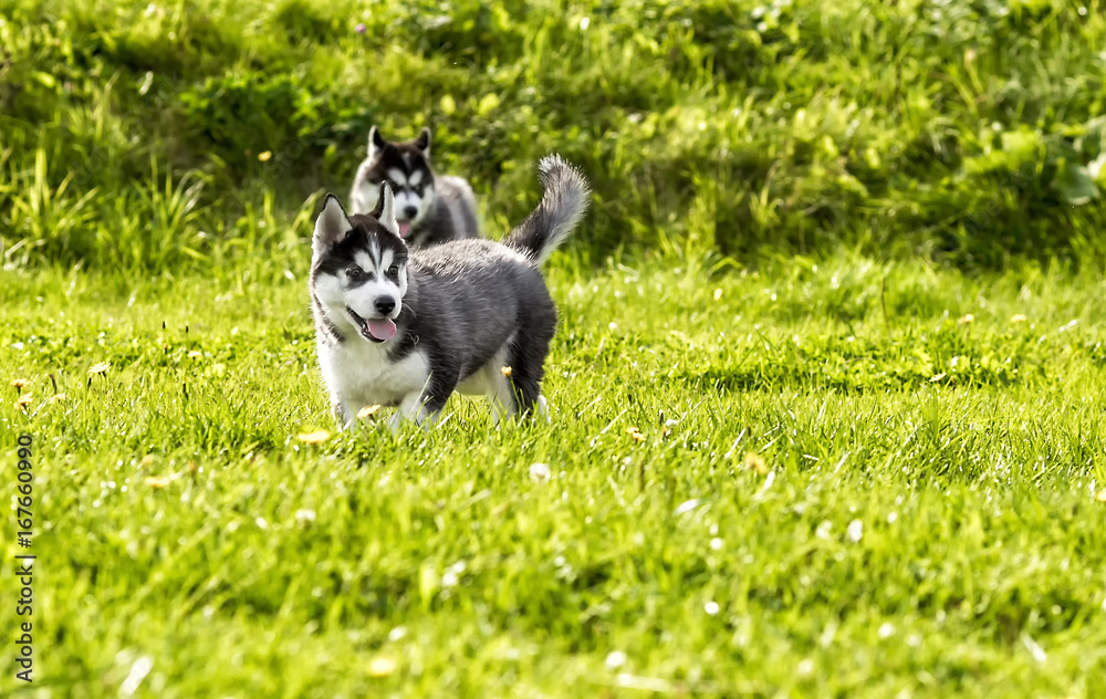  .Two husky puppy playing in the meadow