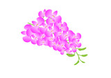 Pink orchid blossom flower. vector flower object. Vector EPS10