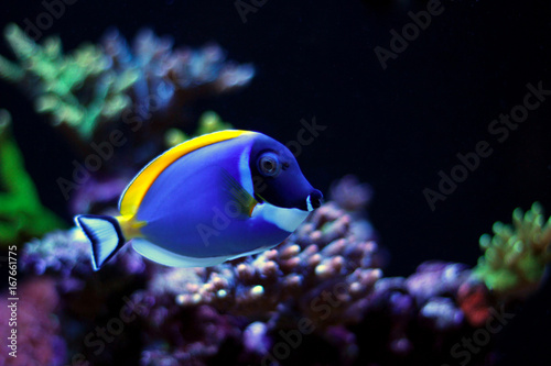 Foto Powder Blue Tang (Acanthurus leucosternon)