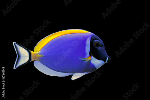 Fotografía Powder Blue Tang (Acanthurus leucosternon)