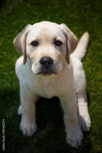 Labrador