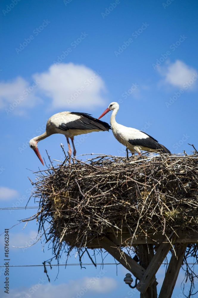 Fototapeta premium Storks in the nest, storks in the nest, making each other and showing love.