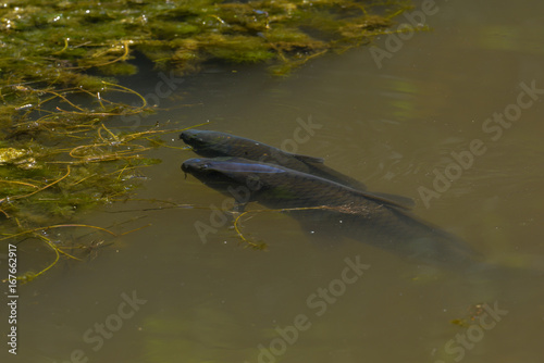 Karpfen schwimmen unter der Wasseroberfläche