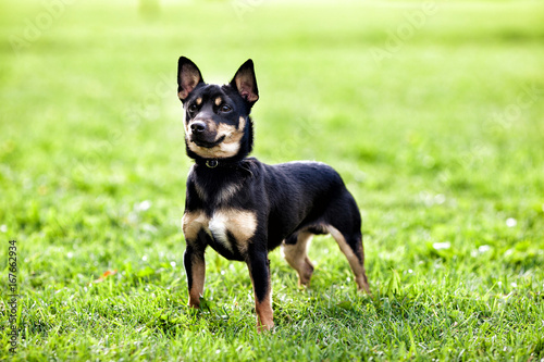 The Miniature Pinscher puppy, 1 year