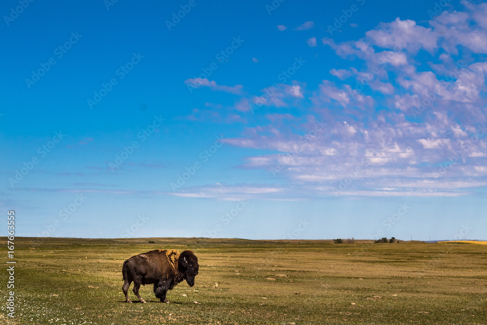 Lonely Buffalo