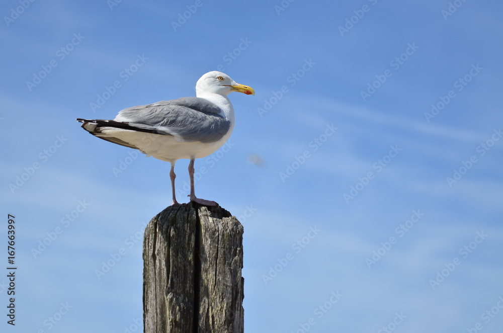 Möwe Texel Möwe Texel