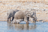 African elephant mother and young calf in a waterhole