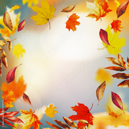 Autumn background with colorful falling leaves and bokeh  fall nature in garden or park  frame