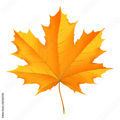 Autumn fallen leaves