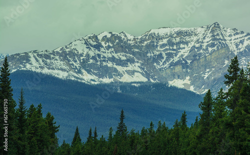 Spruce in The Rockies