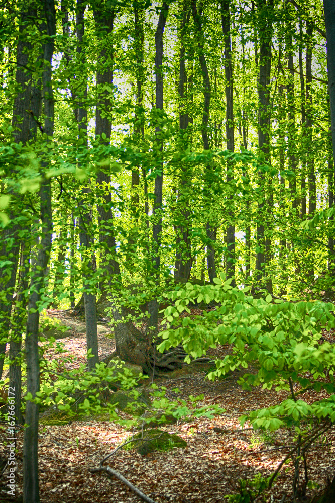 spring forest spring forest