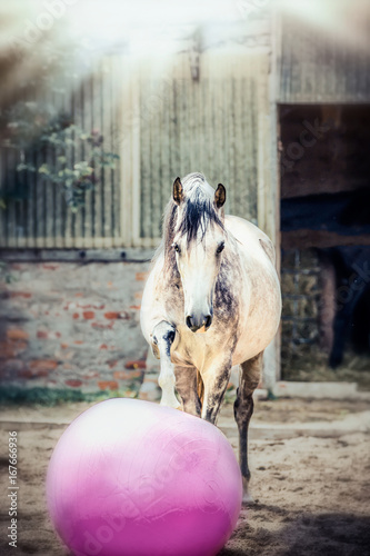 Fototapeta Naklejka Na Ścianę i Meble -  Gray horse play big pink ball in paddock