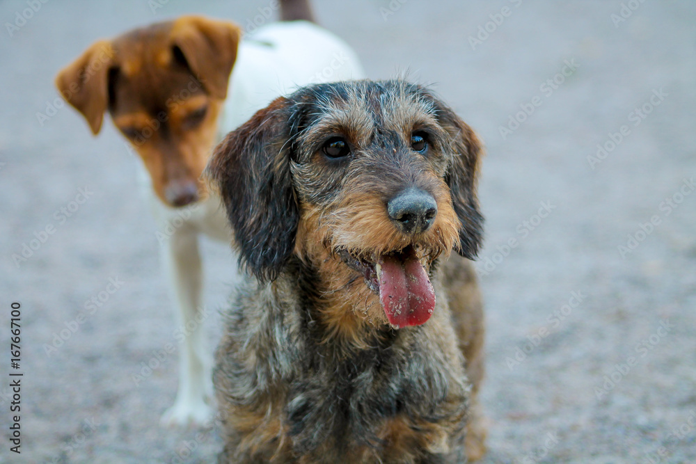 A grey dachshund outside with another dog in the background