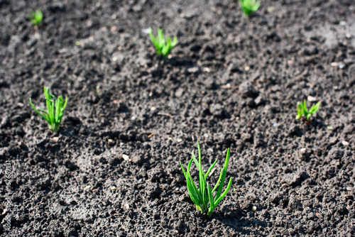 Fotografie Small shoots of the plant Allium on the ground