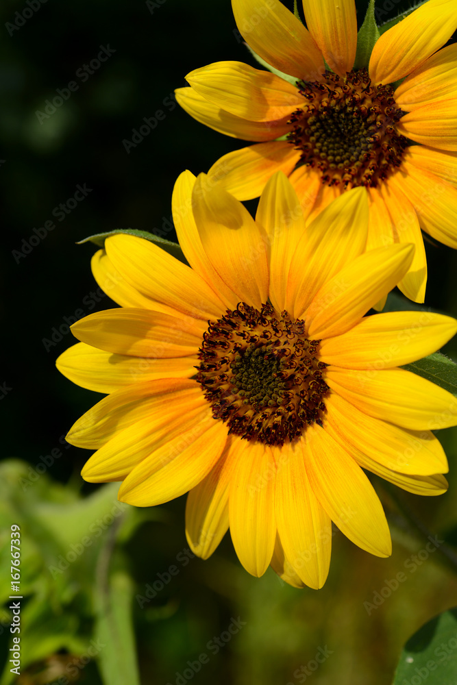 Obraz premium Sonnenblumen