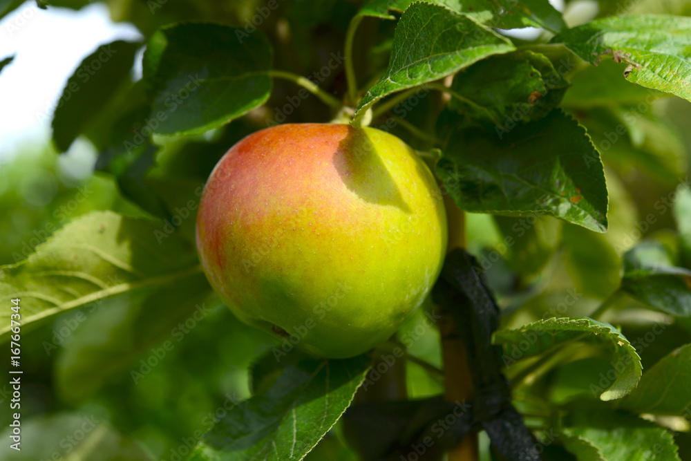 Obraz premium Apfel