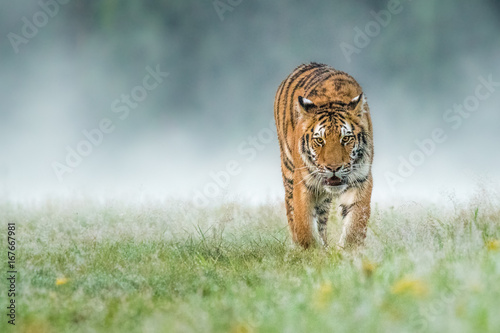 Amazing young Siberian Tiger free in the wild.