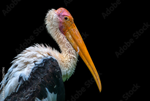 Painted Stork bird isolated on black background. With copy space.