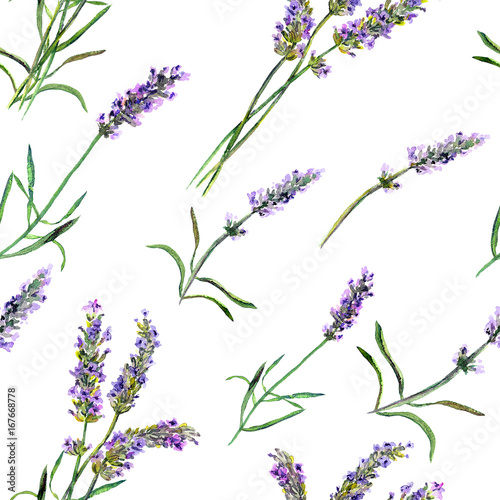 Lavender flowers. Watercolor