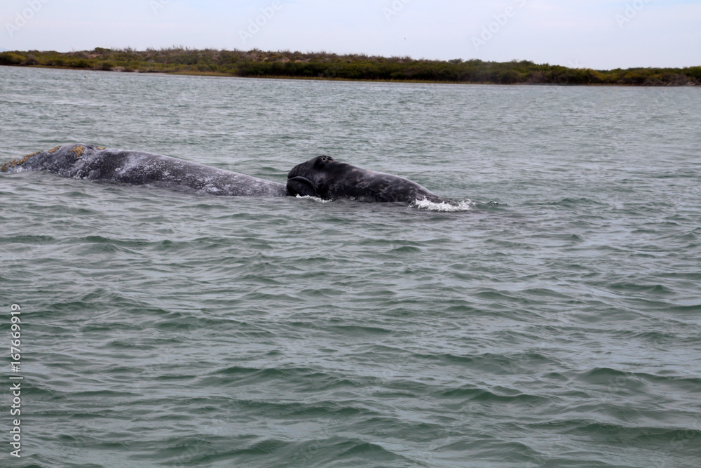 Fototapeta premium Grauwalkalb- Walbeobachtung