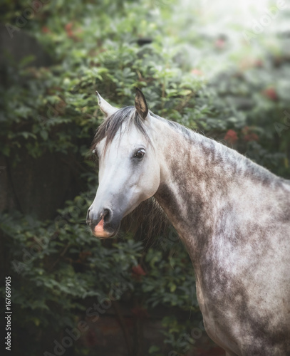 Portrait of Beautiful gray arabian horse