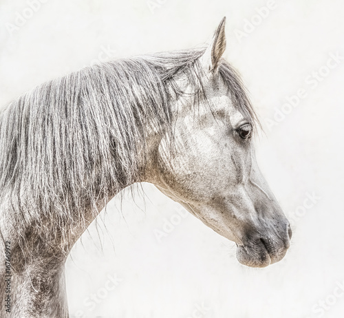 Obraz na płótnie Portret szara arabska końska głowa na lekkim tle, profilowi obrazki