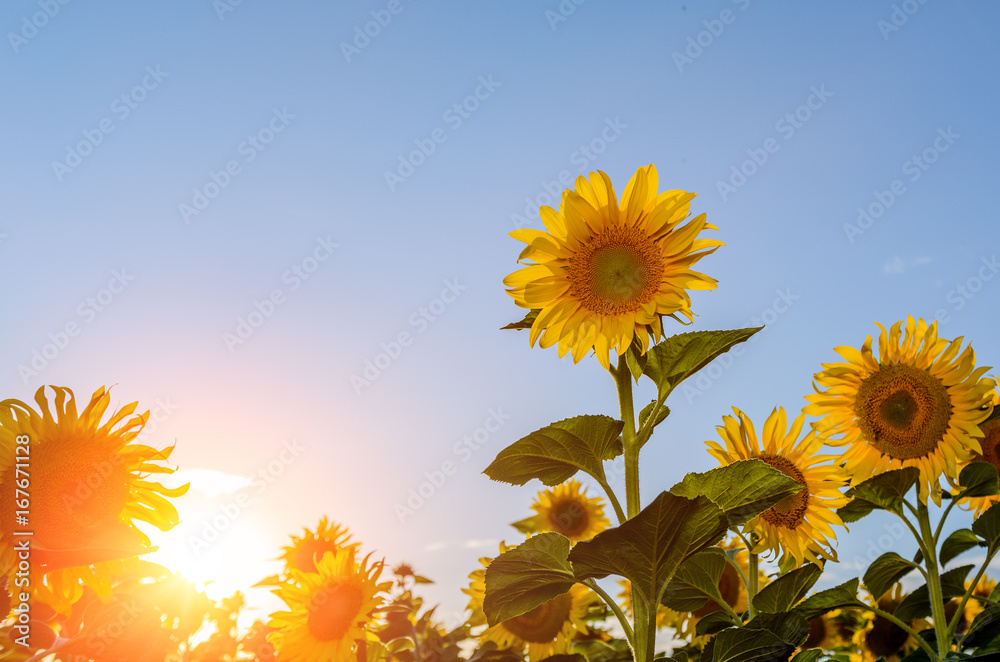 Obraz premium field of sunflowers and sun