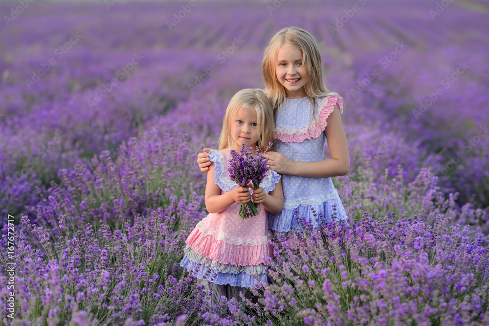 Beautiful girls in a field of lavender on sunset. Beautiful girls in amazing dresses walk on the field of lavender. Beautiful girls in a field of lavender on sunset. Beautiful girls in amazing dresses walk on the field of lavender.
