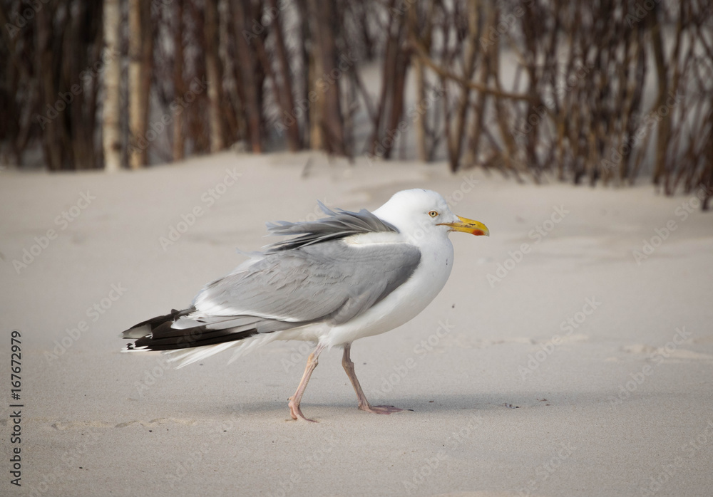 Fototapeta premium frierende Möwe