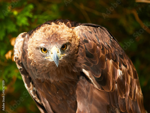 Golden Eagle