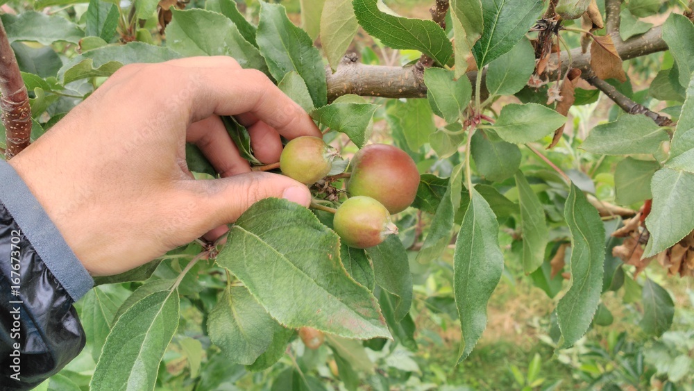 Φωτογραφία Doing apple thinning in organic orchard