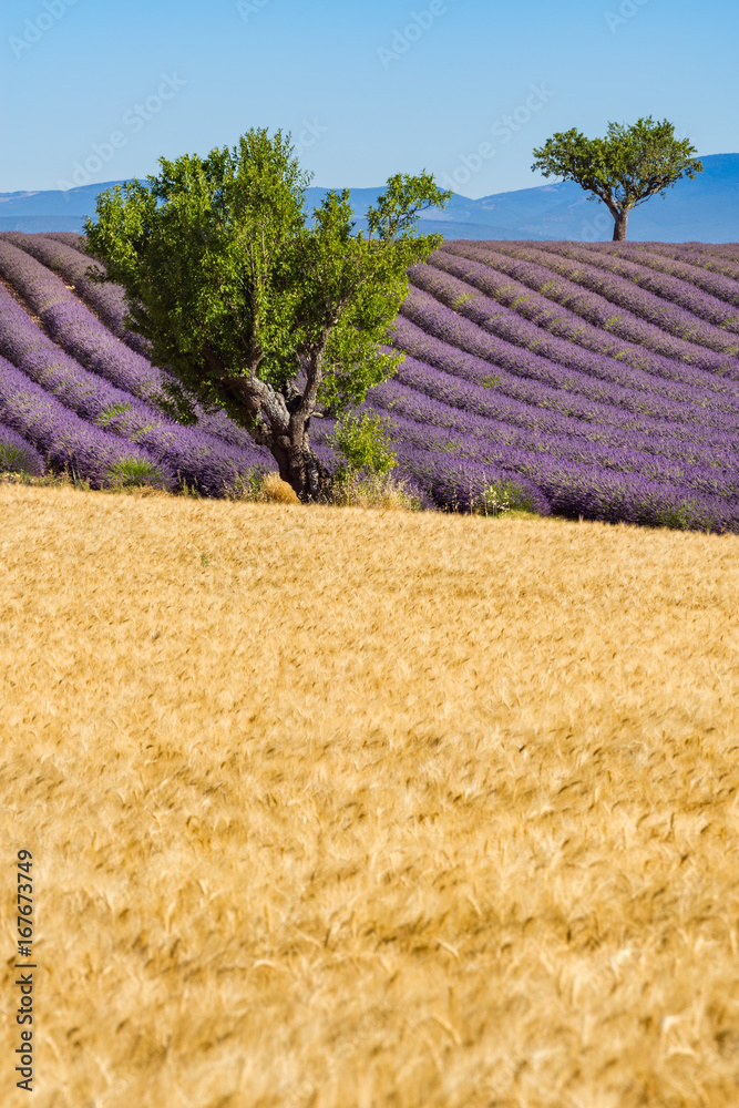 Fototapeta premium Wheat and lavender fields with trees in Valensole in summer. Alpes de Hautes Provence, PACA Region, Southern French Alps, France
