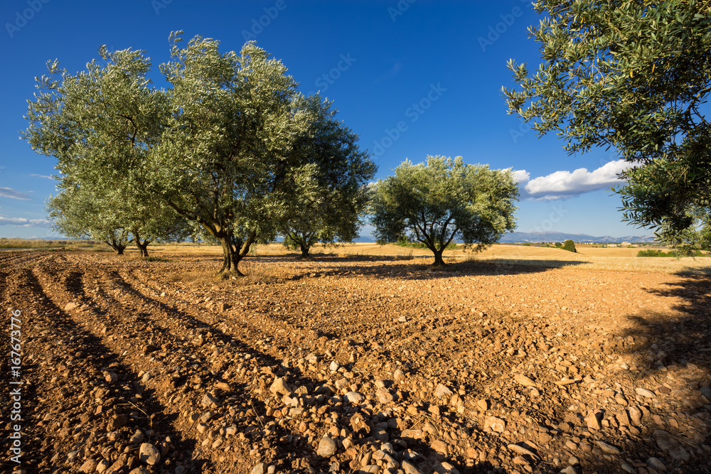 Olive tree field in Valensole in summer. Alpes de Haute Provence, PACA Region, Southern French Alps, France