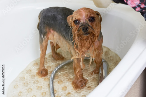 York terrier taking a bath. Funny wet dog.