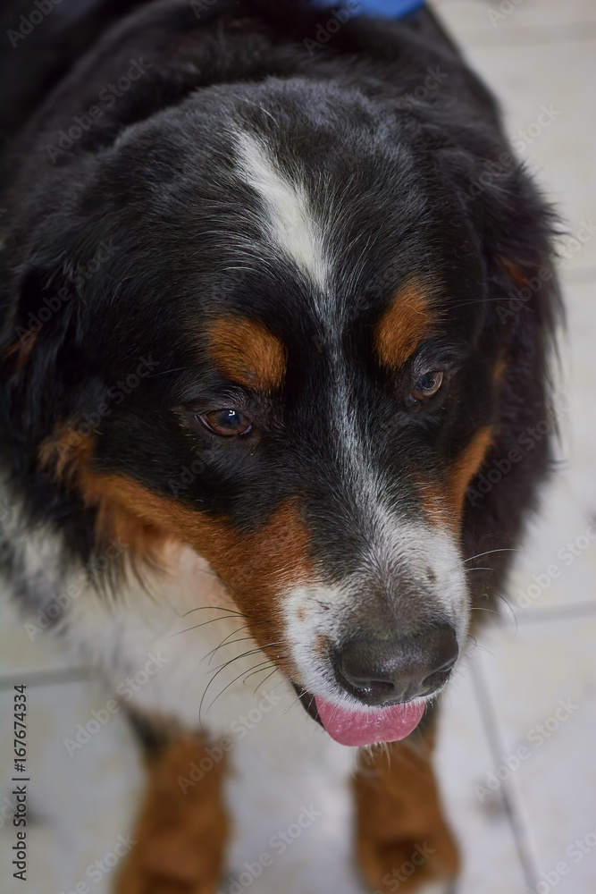 Face of bernese mountain dog. Beautiful dog close up. How smart are dogs.