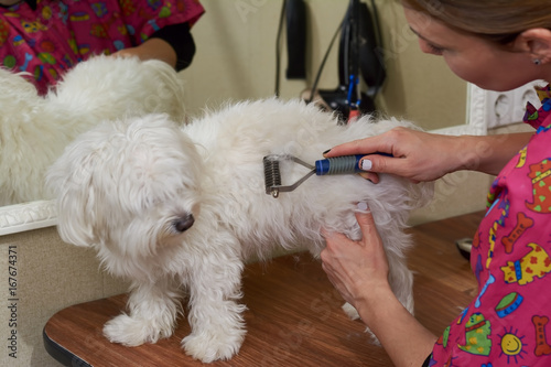 Dog groomer using undercoat rake. Maltese being groomed in salon.
